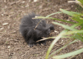 Porcupette arrival makes Longleat history