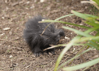 Porcupette arrival makes Longleat history