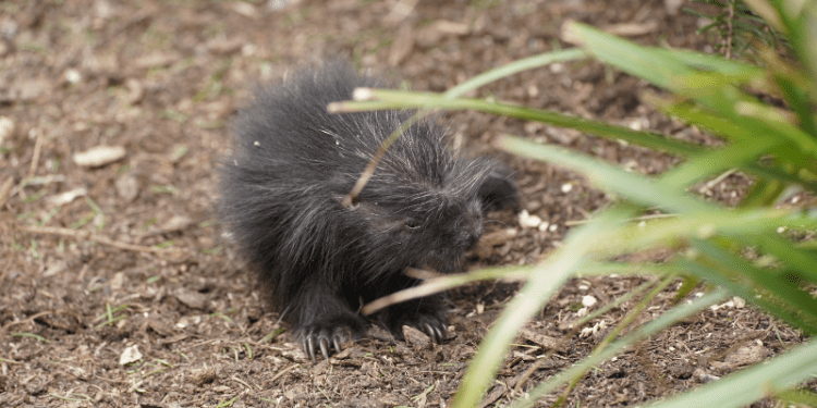 Porcupette arrival makes Longleat history