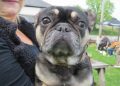 Bulldog event unleashes fun at the White Hart