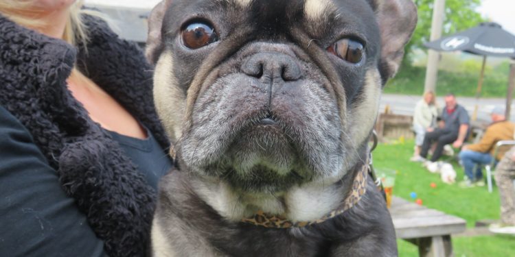 Bulldog event unleashes fun at the White Hart