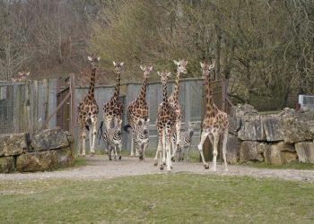 Giraffes at Longleat on top of the world thanks to hot weather