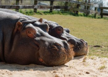 Longleat’s ‘Hippodrome’ to welcome first residents this summer