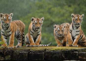 Longleat tiger cubs celebrate first birthday with sardine cake