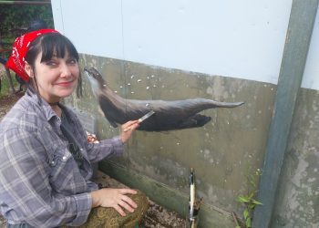Wildlife mural taking shape at Smallbrook shelter thanks to community support