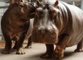 New hippos arrive at Longleat’s purpose-built ‘Hippodrome’