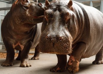 New hippos arrive at Longleat’s purpose-built ‘Hippodrome’
