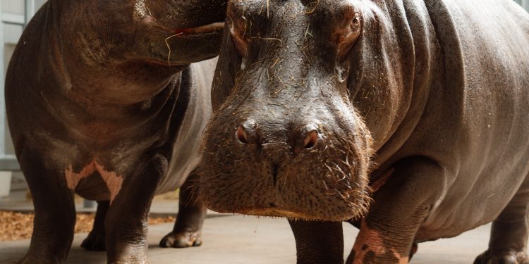 New hippos arrive at Longleat’s purpose-built ‘Hippodrome’