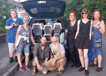 Warminster hedgehogs get second chance thanks to local heroes