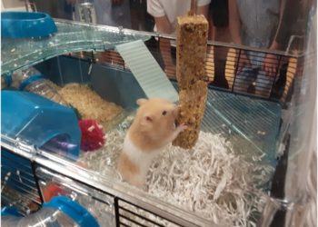 Pupils’ mission brings new furry friend to school