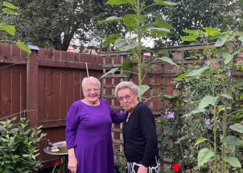 Longtime friends grow towering 14ft sunflower