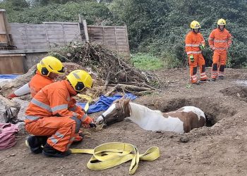 Warminster firefighters rescue  pregnant horse from garden hole