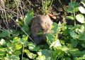 Sustainable Warminster Column: Wonderful water  voles at Grovelands