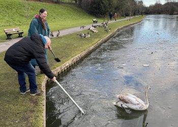 Local people rescue cygnets from icy lake