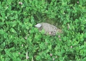 Warminster Carnival named Best Wessex procession