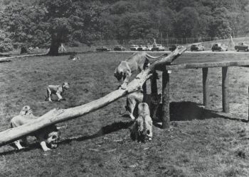 Longleat marks 60 years of drive-through safari