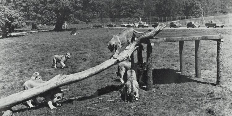 Longleat marks 60 years of drive-through safari