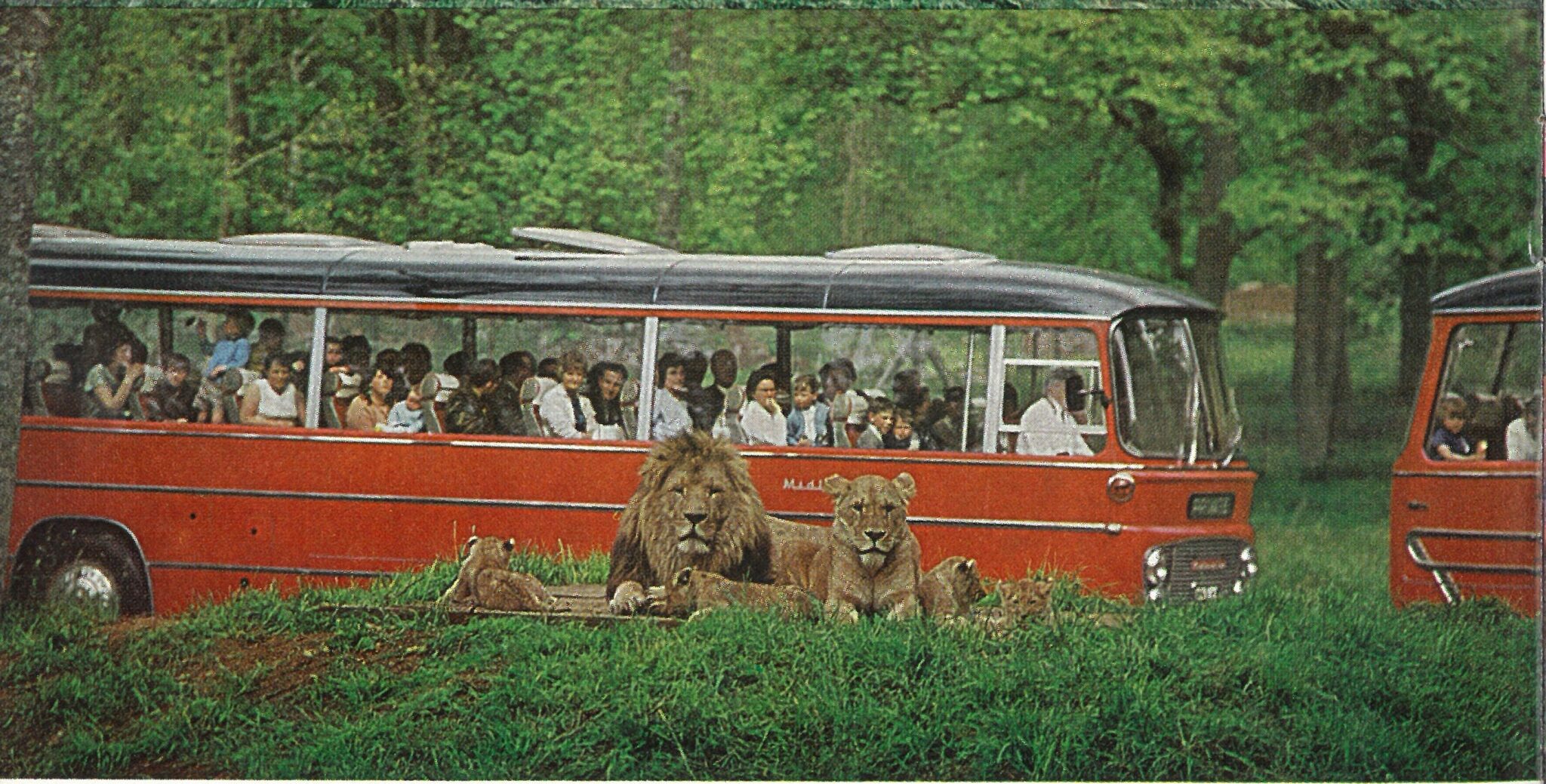 Longleat marks 60 years of drive-through safari - Warminster Journal