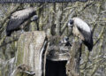 Endangered vulture chick successfully reared at Longleat