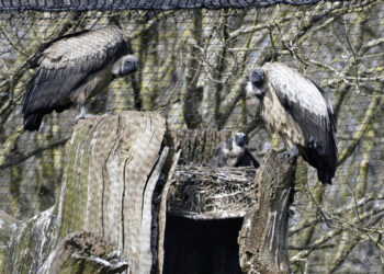 Endangered vulture chick successfully reared at Longleat