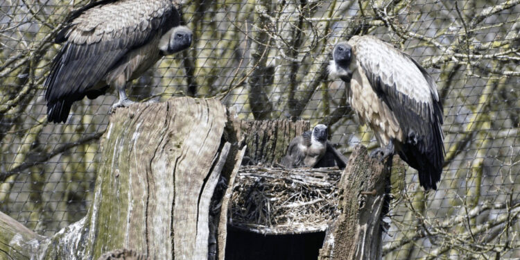 Endangered vulture chick successfully reared at Longleat