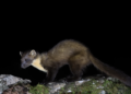 Talk on pine marten conservation at Civic Centre