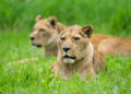 Longleat lion queen dies aged 20