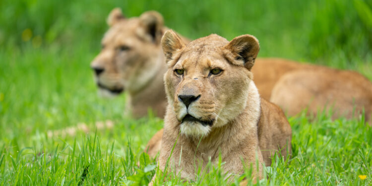 Longleat lion queen dies aged 20