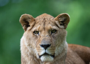Longleat lion queen dies aged 20