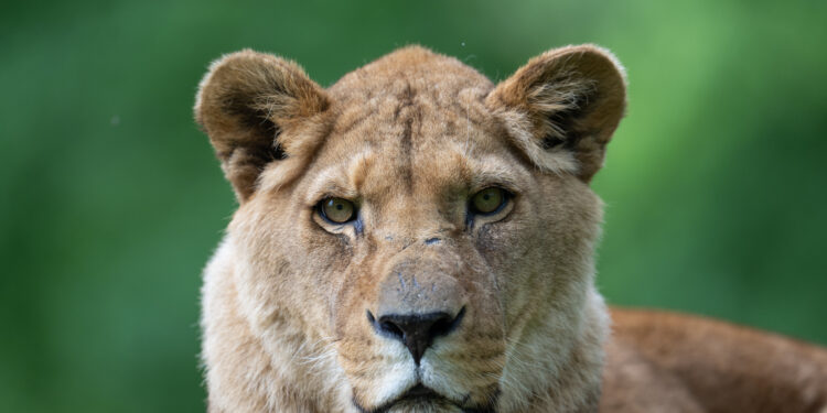 Longleat lion queen dies aged 20