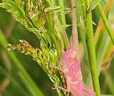 Rare pink grasshopper discovered at planned development site