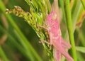 Rare pink grasshopper discovered at planned development site