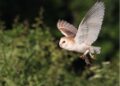 Tales from the nest box: A column by the Lewis Raptor and Owl Group