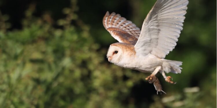 Tales from the nest box: A column by the Lewis Raptor and Owl Group