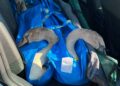 Young swans relocated from lake following survival concerns