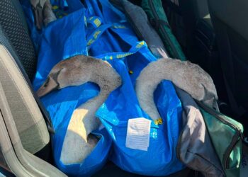 Young swans relocated from lake following survival concerns
