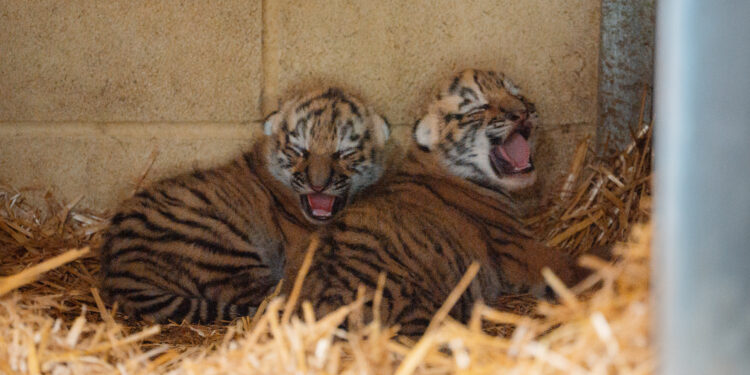 Longleat welcomes rare twin tiger cubs