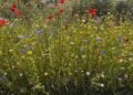 Sustainable Warminster Column: Could more heatwaves equal fewer bumblebees?