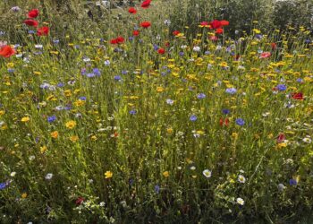 Sustainable Warminster Column: Could more heatwaves equal fewer bumblebees?