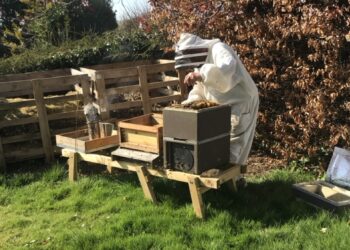 Almshouse gardens transformed into wildlife haven