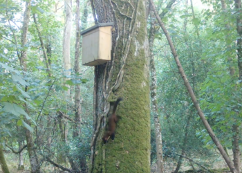 Rare pine marten spotted on camera at Longleat