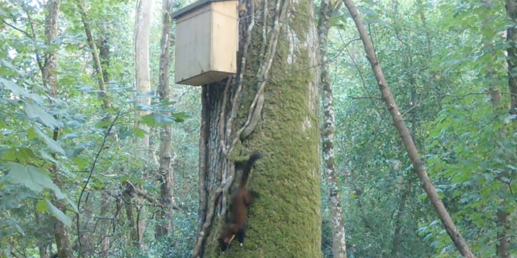 Rare pine marten spotted on camera at Longleat