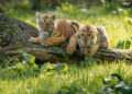 Longleat tiger cubs take first steps on safari