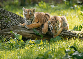 Longleat tiger cubs take first steps on safari