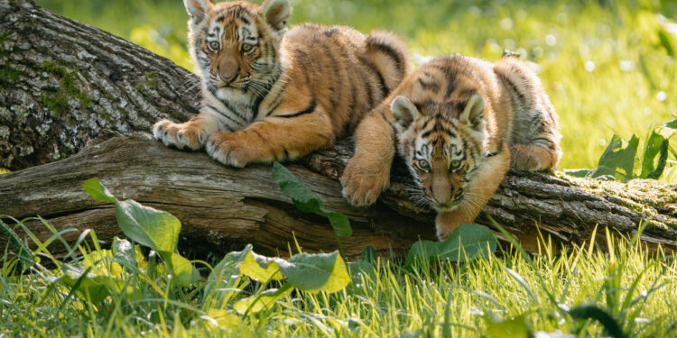 Longleat tiger cubs take first steps on safari
